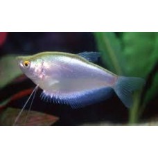 Moonlight Gourami 6-7cm