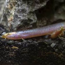 Bitaimac Neon Loach 8cm