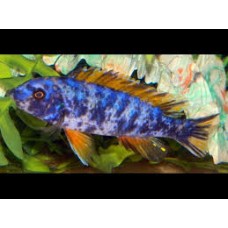 OB Trewavasa 7-8cm