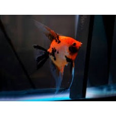 Koi  Full Orange Angelfish 5-7cm