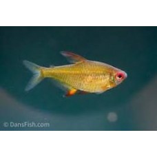 Bolivian Orange Lemon Tetra 3.5-4cm