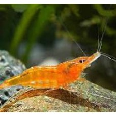 Orange Sunkist Shrimp 1-2cm