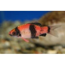 Panda Barbs 3-4cm