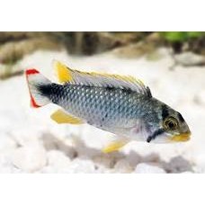 Apistogramma Pandourini 3-4cm