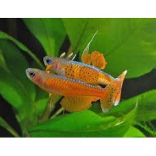 Paska Blue-eye Rainbowfish 2.5-3cm