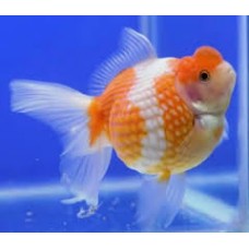Pearlscale Oranda 3-5cm
