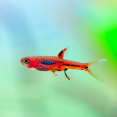 Pheonix Rasbora 1.5-2cm