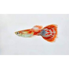  Pigeon Blood Male Guppy 3cm