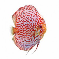 Pigeon Checkerboard Discus 6-7-5cm