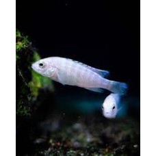 Platinum labidochromis 6-7cm