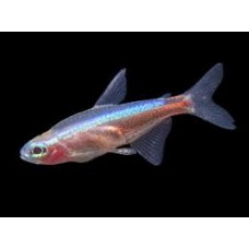 Golden Purple Eye Cardinal Tetra 2cm