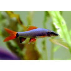 Black Rainbow Shark 4-6cm