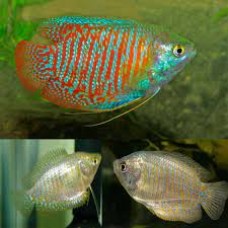 Dwarf Rainbow Gourami (Pair)