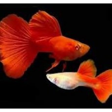 Full Red Albino Guppy Pair 3.5cm (1x Male 1xFemale)