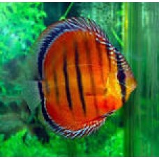 Red Alenqer Discus 9-11.5cm