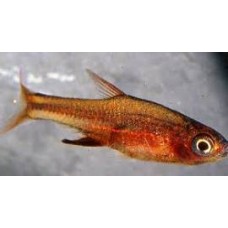 Red Axelrodi Rasbora 1-2cm