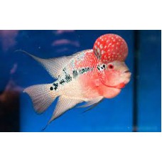 Red Dragon Flower Horn 12-15cm