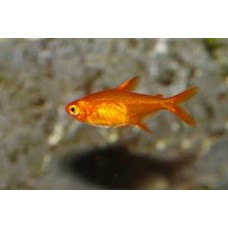 Red Ember Tetra 4cm