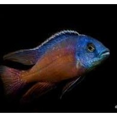 Red Empress Cichlid 7.5-8cm