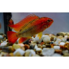 Apistogramma Macmasteri" Red Mask" 4-6cm (pair)