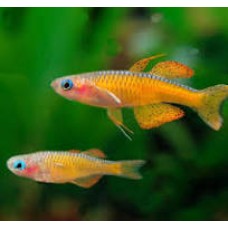Dwarf Red Neon Rainbowfish 2cm (Pairs)