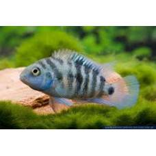 Honduran Red Point Cichlid 2-4cm