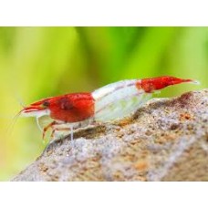  Red Rilli Shrimp 1-1.5cm