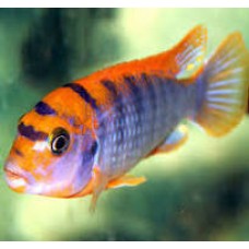 Red Top Labidochromis sp. 'hongi' 5cm