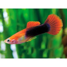 Red Turquoise  Male Guppy 3-4cm