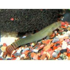 Red Tailed Squirrel Loach 4-5cm