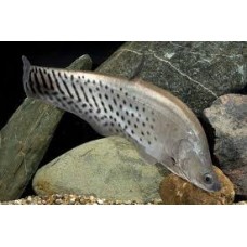 Royal Clown Knifefish 15-18cm