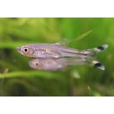 Scissortail Rasbora 3.5-4cm