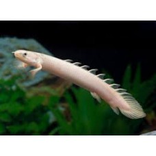 Senegalus Bichir 12-15cm