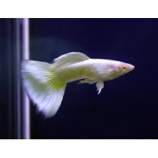 Snow White Male Guppy 3-4cm