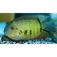 Spotted Severum 2.5-3cm