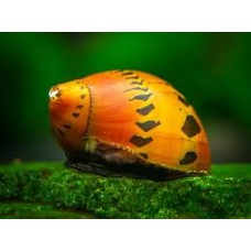 Spotted Nerite Snail 2cm
