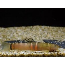 Orange Sumo Loach 6-7cm