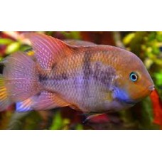 T-Bar Cichlid 3-4cm