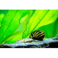 Tiger Nerite Snail 2cm