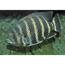 Tilapia Buttikoferi 5-6cm