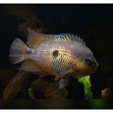 Topaz Cichlid 3-4cm