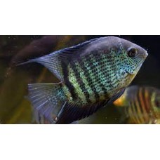 Wild Caught Green Severum 5-6cm