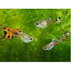 Wingei Cobra Endler Guppy 2.5-4cm (Pairs)