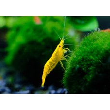 Yellow Cherry Shrimp 1-2cm