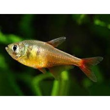 Yellow Flame Tetra 2-3cm